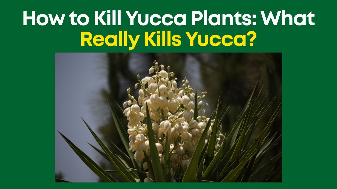 How to Kill Yucca Plants: What Really Kills Yucca? [Guide]