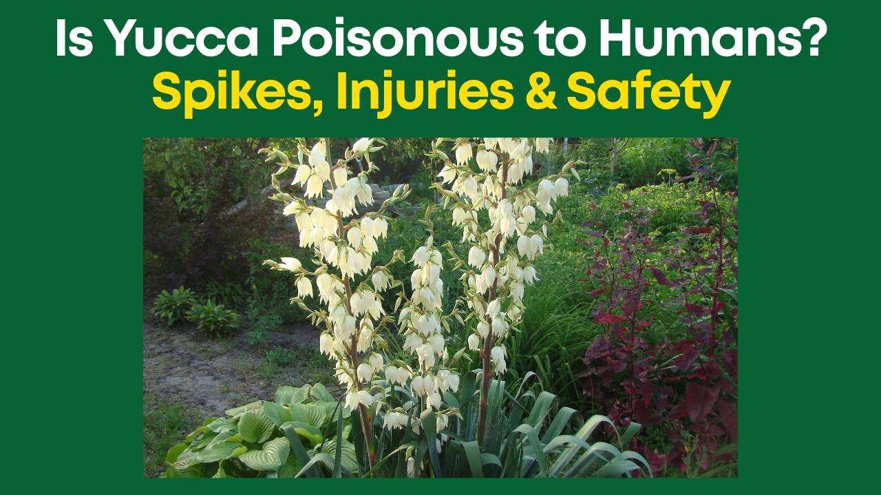 Is Yucca Poisonous to Humans? Spikes, Injuries & Safety